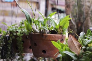Keltsd életre növényeidet házi megoldással
