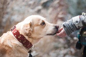 Csökkenti a fájdalmat a terápiás kutyák jelenléte